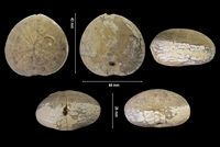 Crassiholaster subglobosus